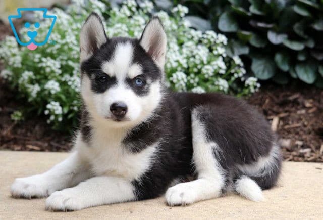 Tweety Pomsky2
