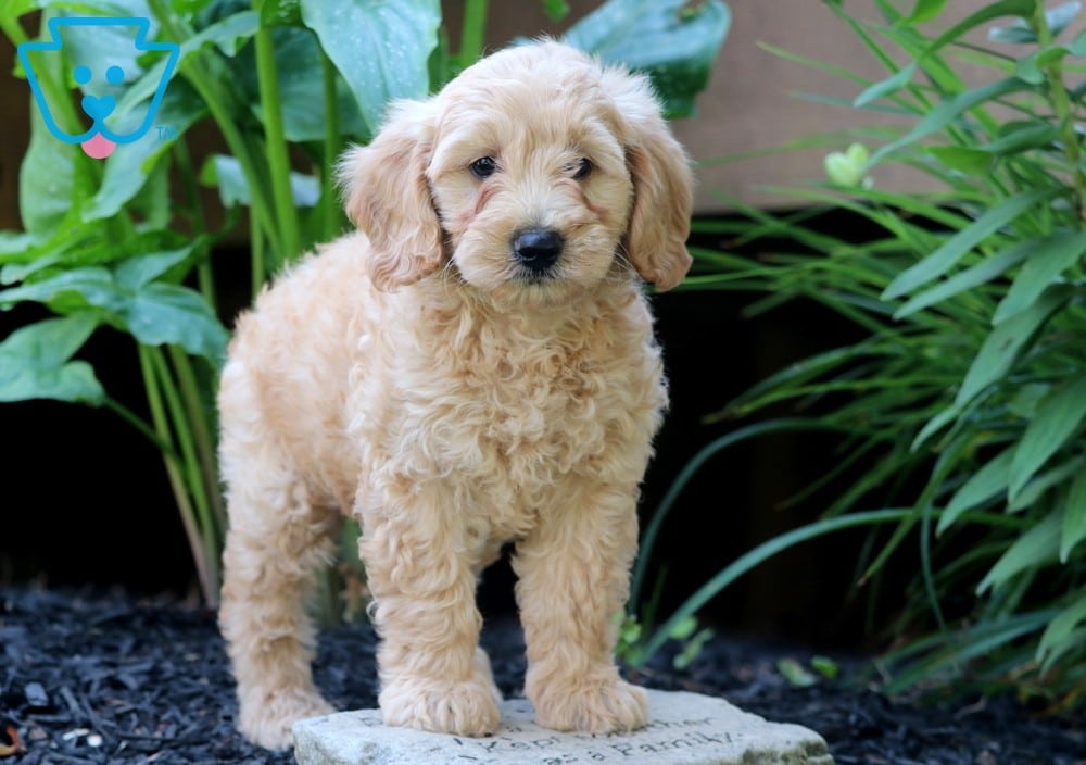 Zillow Mini Goldendoodle Puppy For Sale Keystone Puppies