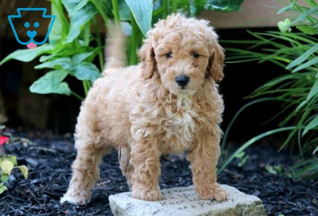 Zipper Mini Goldendoodle 1-001