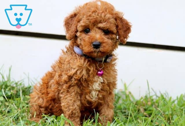 Akira Mini Poodle 1-001
