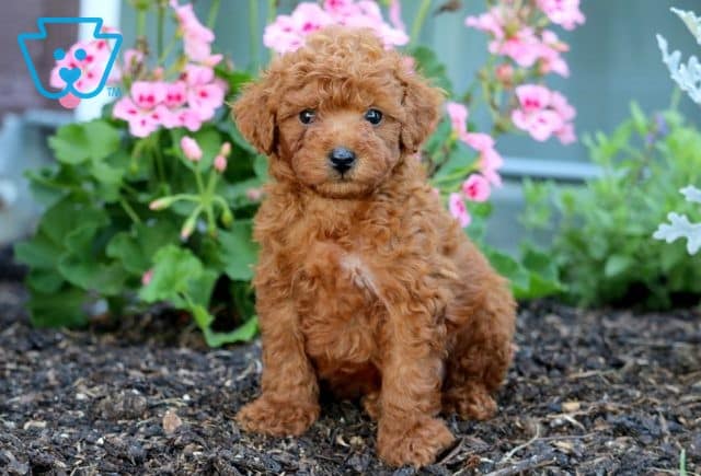 Alf Yorkiepoo 1-001