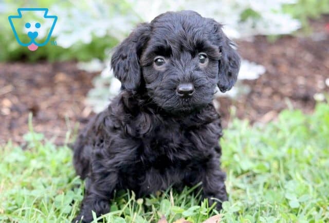 Angel Poodle Mix 1-001