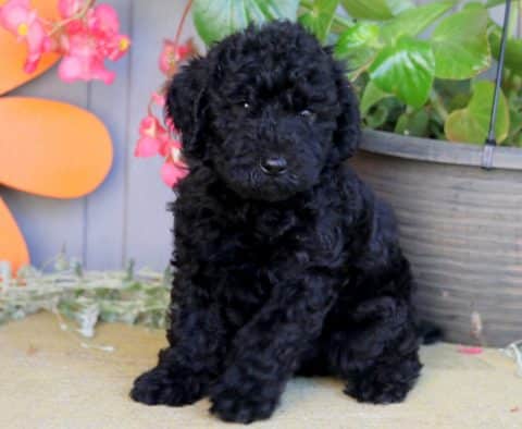 Mini Labradoodle Puppies For Sale Keystone Puppies