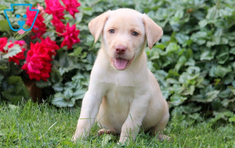Golden Lab Rottie Yellow Lab Rottweiler Mix