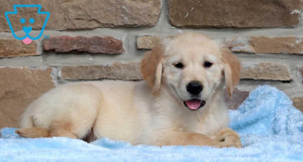 Austin Golden Retriever Puppy For Sale Keystone Puppies