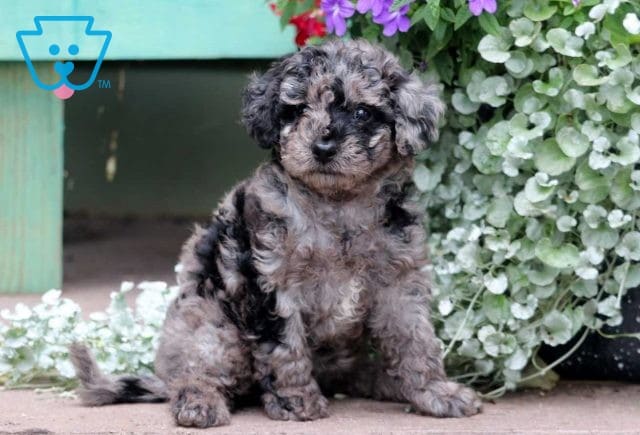 Babe Cavapoo