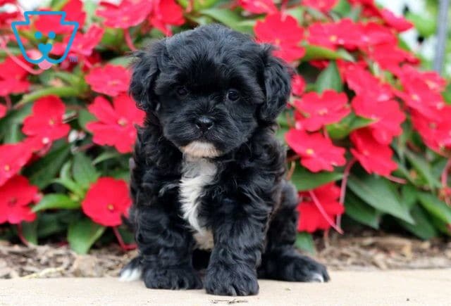 Babe Shihpoo