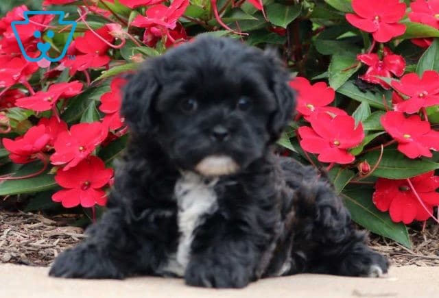 Babe Shihpoo2