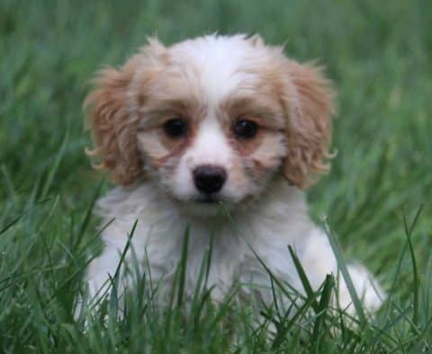 Cavachon Puppy for Sale