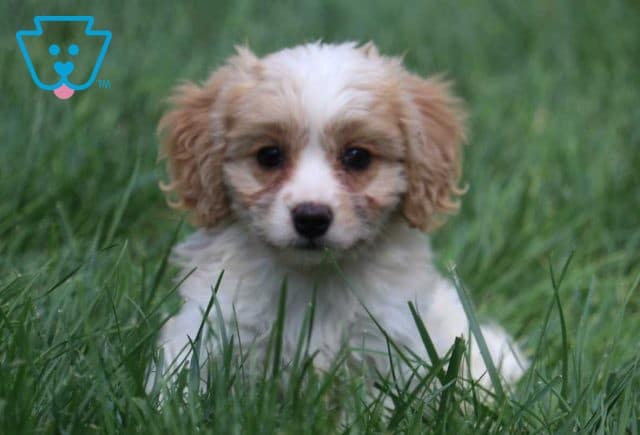 Cavachon Puppy for Sale