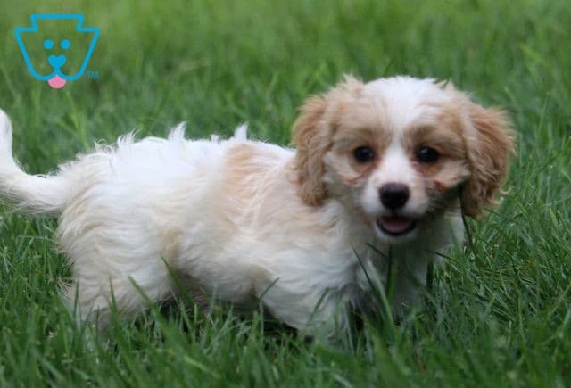 Becca Cavachon2