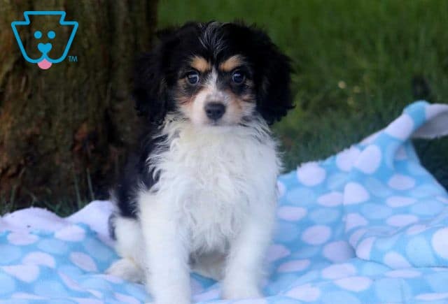 Benson Cavachon