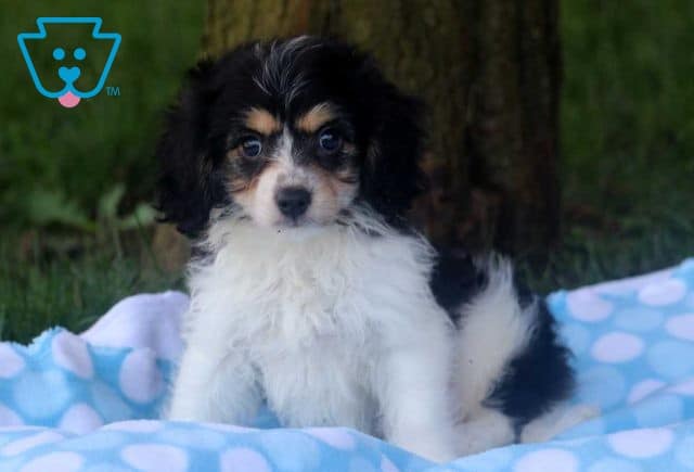 Benson Cavachon2