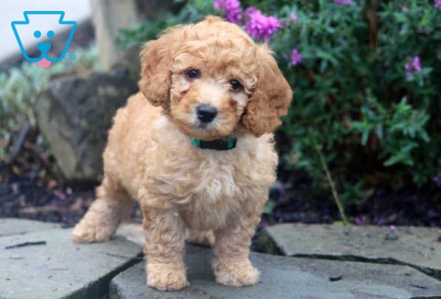 Bethany Mini Poodle