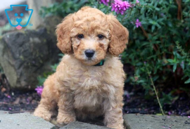 Bethany Mini Poodle2