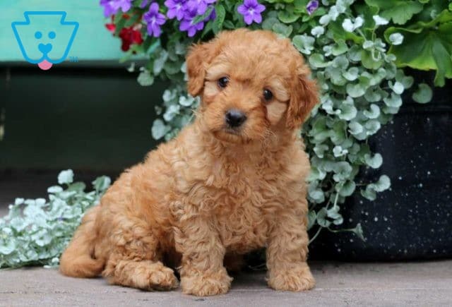 Blue Cavapoo