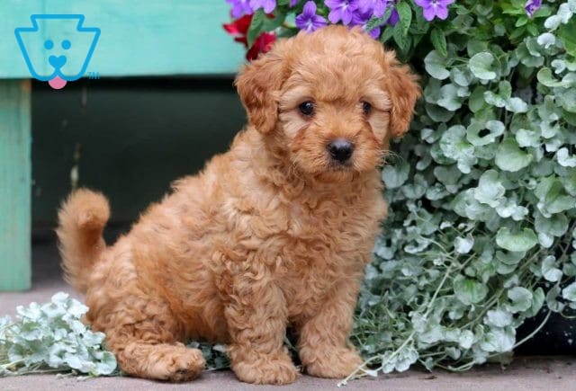 Blue Cavapoo2