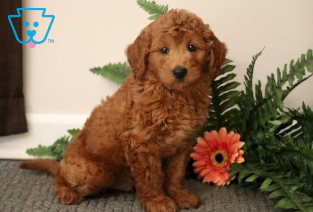 Boots Mini Goldendoodle
