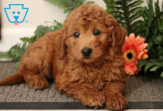 Boots Mini Goldendoodle2