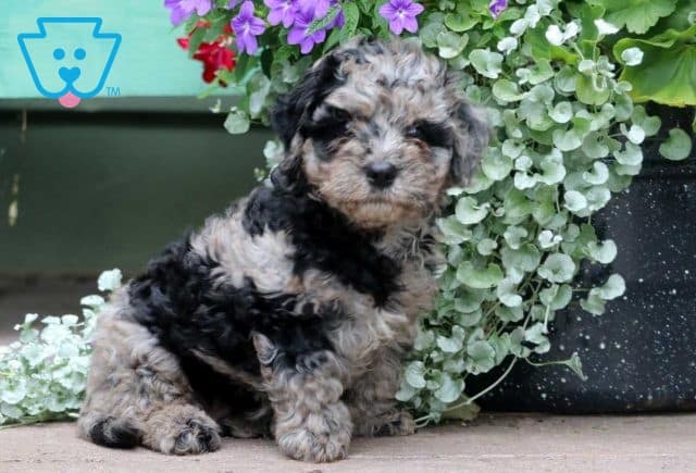 Buttercup Cavapoo