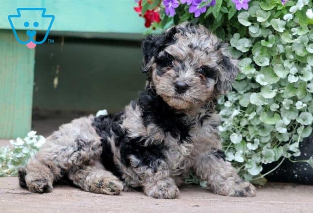 Buttercup Cavapoo2