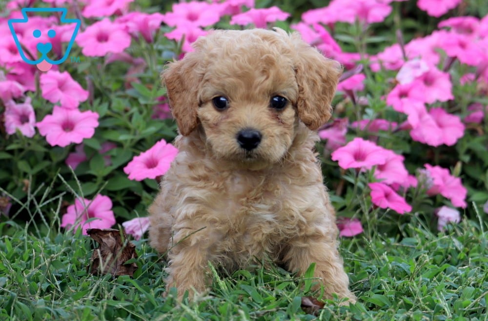 Charlie Cockapoo Puppy For Sale Keystone Puppies