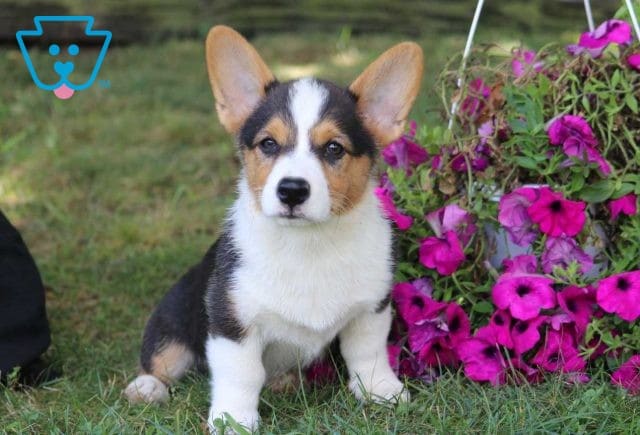 Chip corgi retake