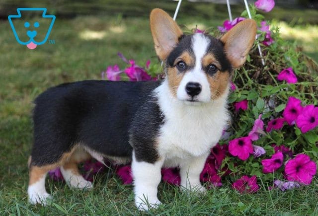 Chip corgi retake2