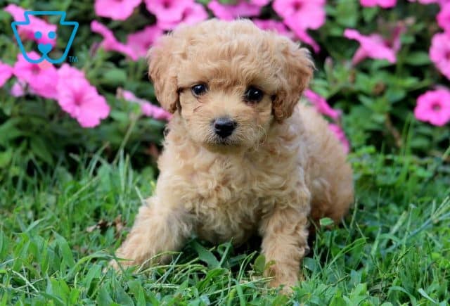 Chloe Cockapoo 1-001
