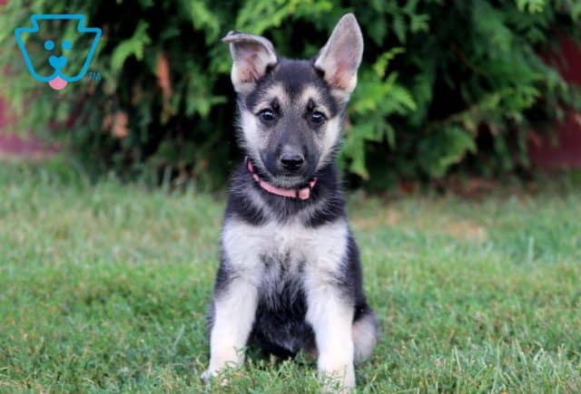 Chocolate German Shepherd 1-001