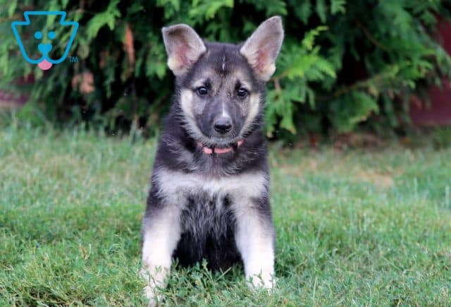 Cin German Shepherd 1-001