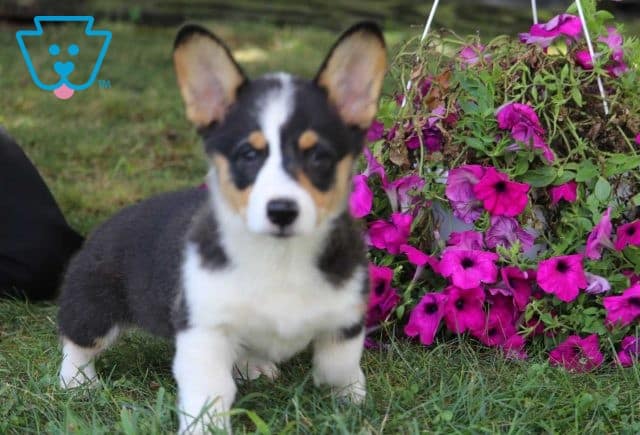 Comet corgi retake