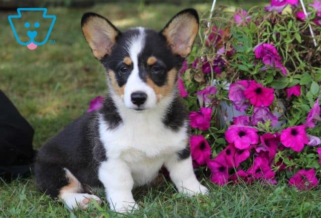 Comet corgi retake2