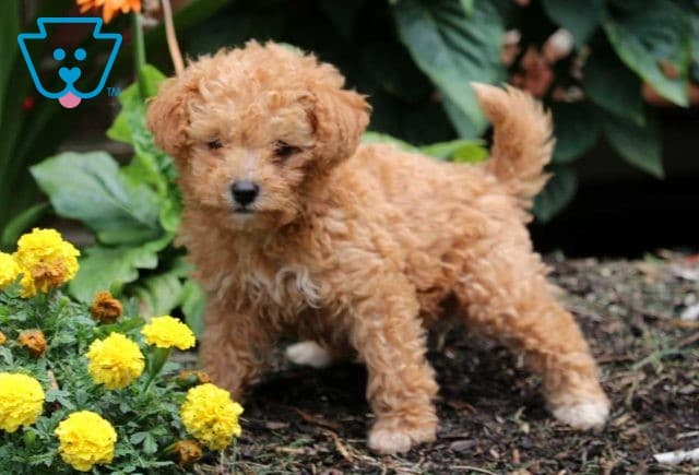 Danny Boy Mini Poodle