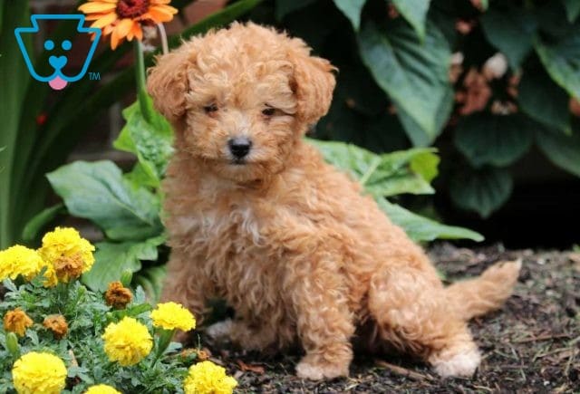 Danny Boy Mini Poodle2