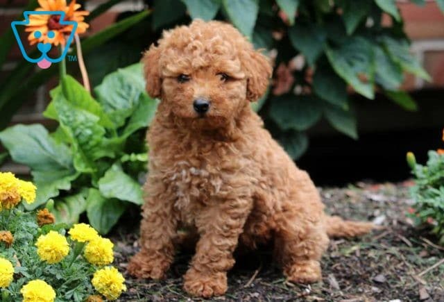 Dexter Mini Poodle