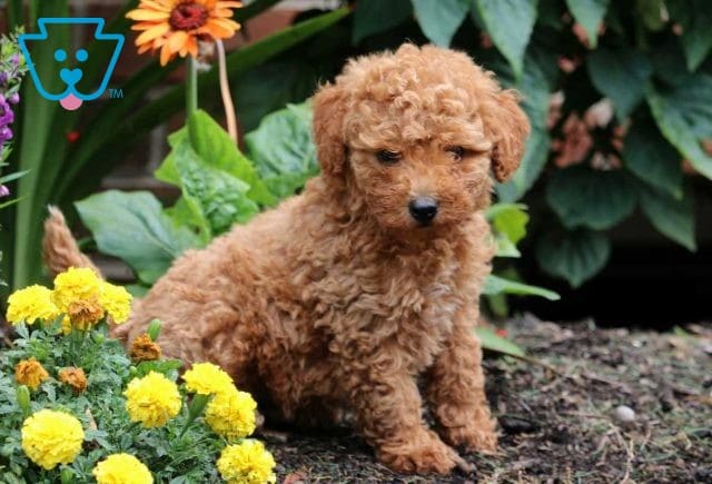 Dexter Mini Poodle2