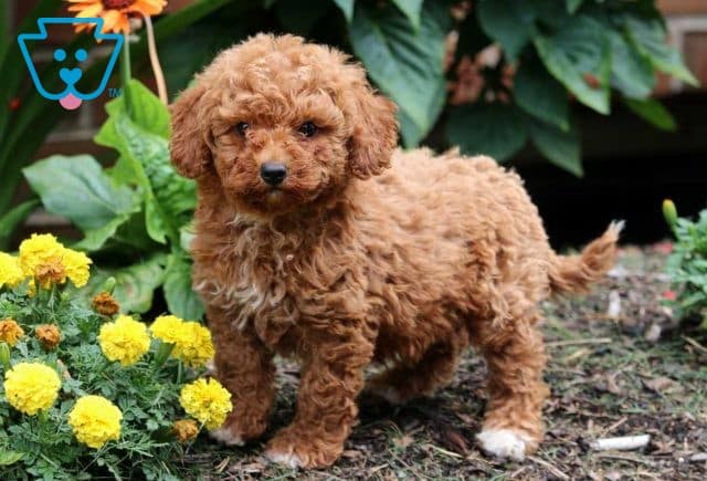 Diamond Mini Poodle