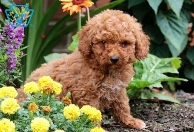 Diamond Mini Poodle2