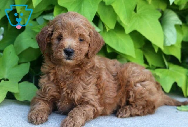 Ella Mini Goldendoodle