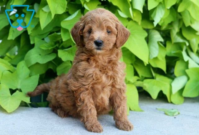 Ella Mini Goldendoodle2