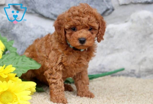 Fancy Cavapoo 1-001