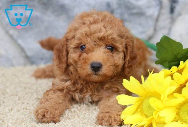 Farrah Cavapoo 1-001