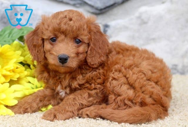 Frankie Cavapoo 1-001