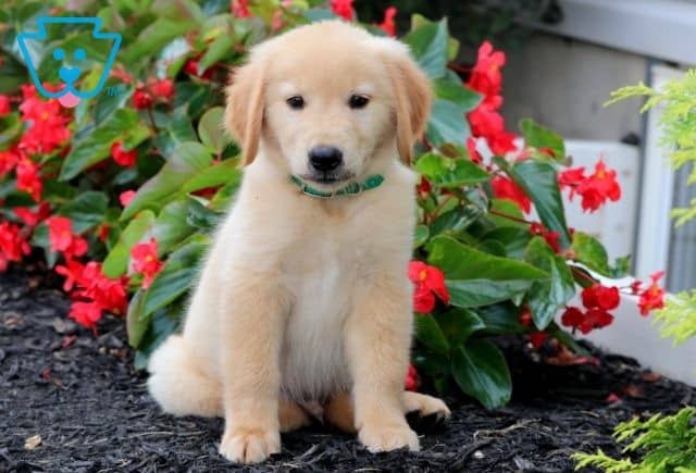 Goofy Golden Retriever 1-001