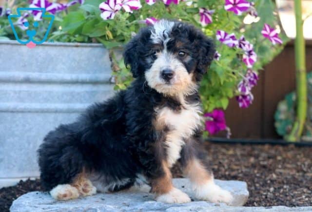 Groovy Mini Bernedoodle 1-001