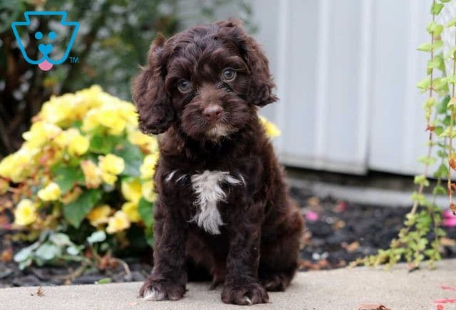 Gus Cockapoo