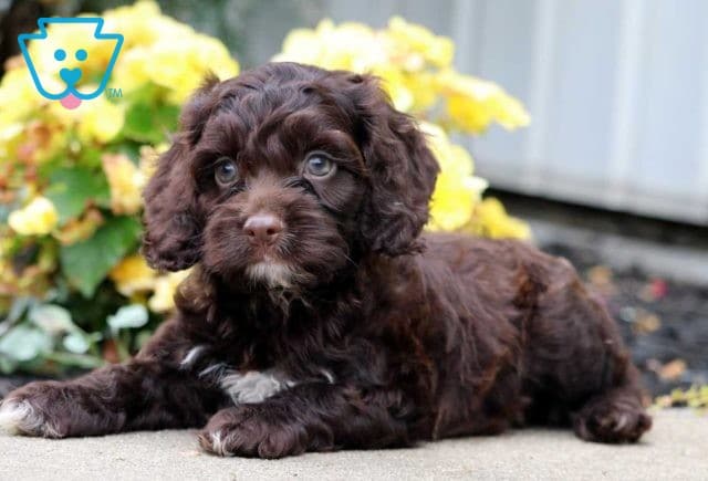 Gus Cockapoo2