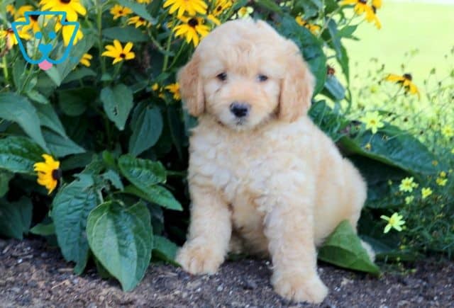 Happy Mini Goldendoodle 1-001