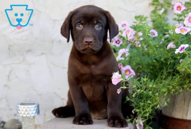 Harvey Chocolate Lab 1-001